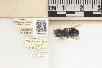 Media type: image;   Entomology 790642 Aspect: Labels